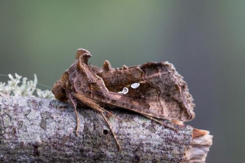 Réf. 225 175 : Chrysodeixis chalcites